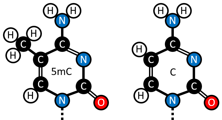 The structure of 5-methylcytosine contrasted with Cytosine. (Figure created by the Author.)