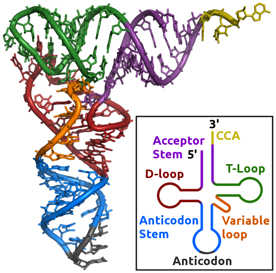 Structure of a mature tRNA Two and three dimensional representations of tRNA structure with matching colour coding. Adapted from the wikimedia foundation structure based on PDBID: 1ehz. tRNAs are ‘charged’ when an amino acid is attached at the CCA site at the 3’ end.