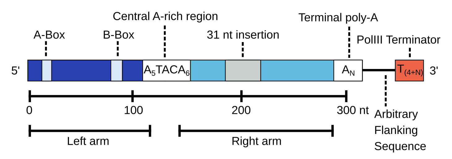 Structure of an Alu element A complete Alu element contains the A and B box sequence elements from an RNA polIII promoter, a central A rich region, a short insertion in the right arm, and a poly A region involved in retrotransposition and insertion. There is not an explicit polIII terminator in the Alu sequence so transcription continues through arbitrary flanking sequence until a run of at least 4 Ts, is encountered [417,418]. FLAM sequences are the origin of the Left arm and FRAMs the origin of the Right [416].