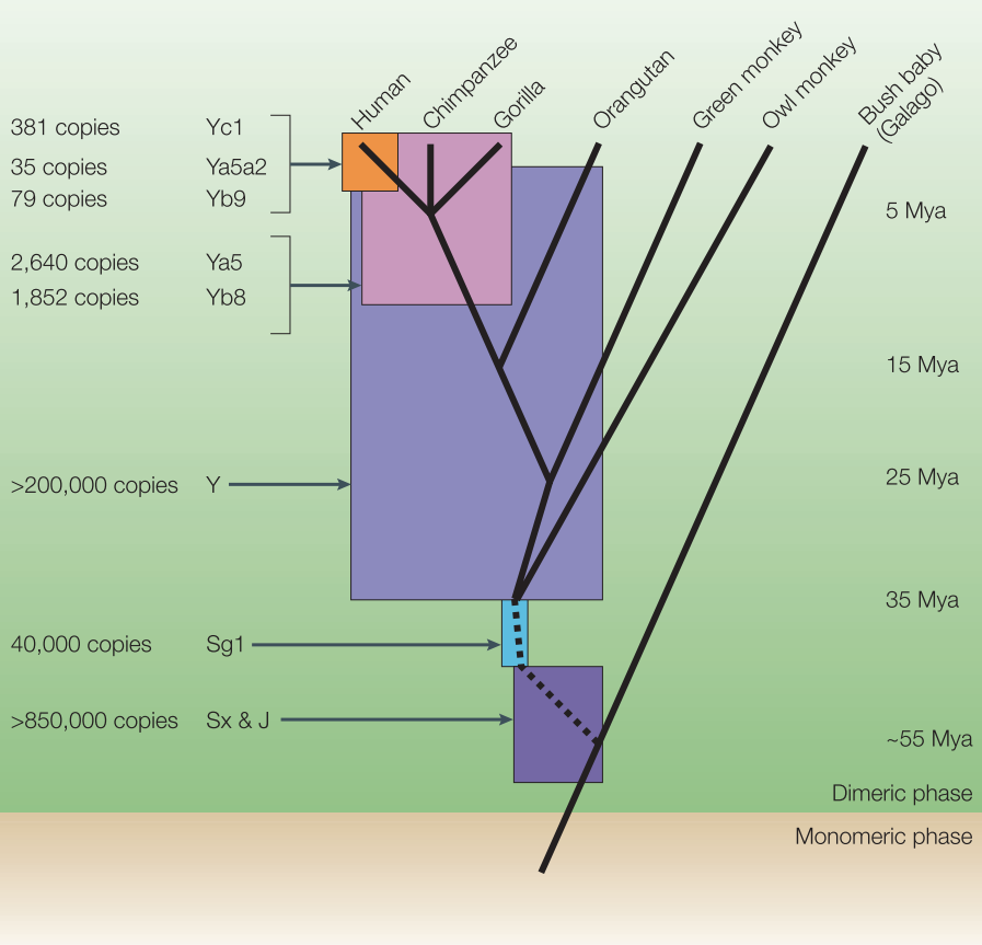 Alu element Age and history of expansion in primates Mya (milion years ago). Reproduced from Batzer & Deininger 2002 [418].