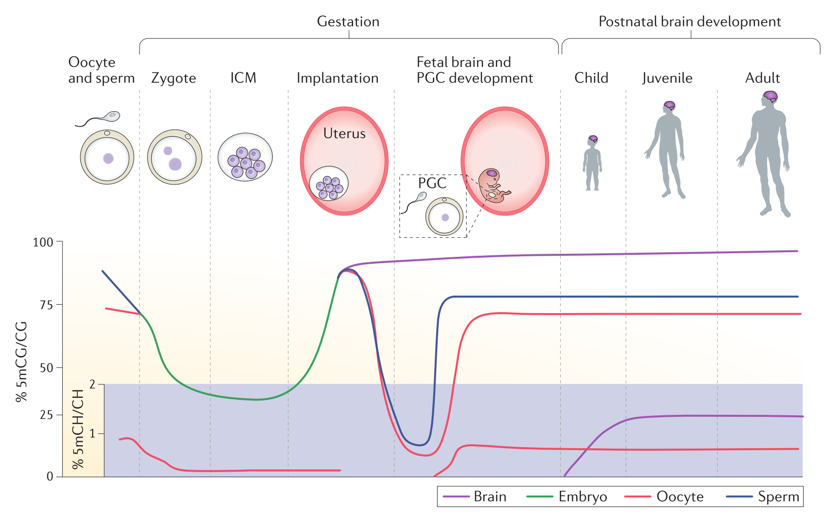 5mC levels over developmental time. 5mCH or 5-methylcytosine-(A, T or C) levels are represented on a separate (purple) Axis from the main 5mCG axis. PGC = Primordial Germ Cell. (Figure reproduced from [109] figure 3)