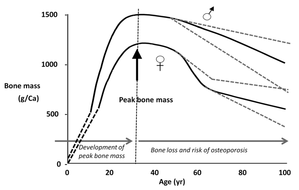Bone Mass Over The Lifecourse Bone mass increases from intrauterine development through to a peak in early adulthood. Intervention in early life to modulate growth trajectory and increase peak mass may provide a higher starting point and delay bone loss in later life. (Reproduced from [245].)