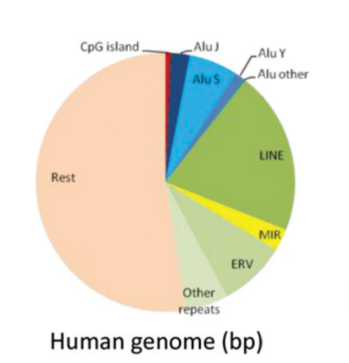 Proportion of the Human genome given over to different repeat classes ‘Rest’ indicates the non-repeat features. Reproduced form Jorda et al. [410] Figure 1 b.