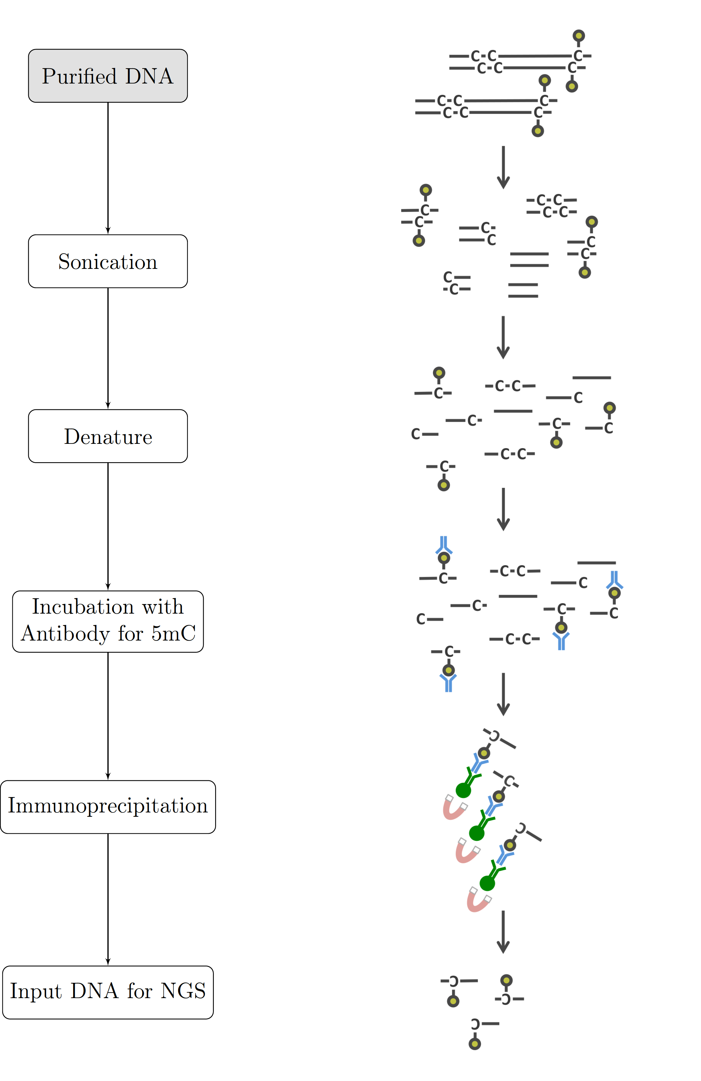 Graphical Summary of the MeDIP-seq process Purified DNA is fragmented by sonication, denatured and incubated with anti-5mC antibodies. It is then immunoprecipitated resulting in fragments containing methylated CpGs which are subsequently sequenced.