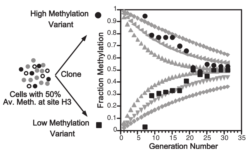 \(E_m\) = probability of methylation maintenance, \(E_m\) = probability of de novo methylation. \(M\) & \(U\) = the number of methylated and unmethylated molecules at specific CpG sites respectively. Modelling (Grey points) \(E_m,E_d\) values of 0.90,0.10; 0.95,0.05; 0.97,0.03 (outermost to innermost, two curves for each \(E_m,E_d\) set, one starting at \(M=1,U=0\) and one a \(M=0,U=1\). Experimental data (Black points) from the HpaII locus (site H3) in 17 clones of mouse cell line BML-2 which has a known methylation level of 50%. (Reproduced from Riggs & Xiong [117])