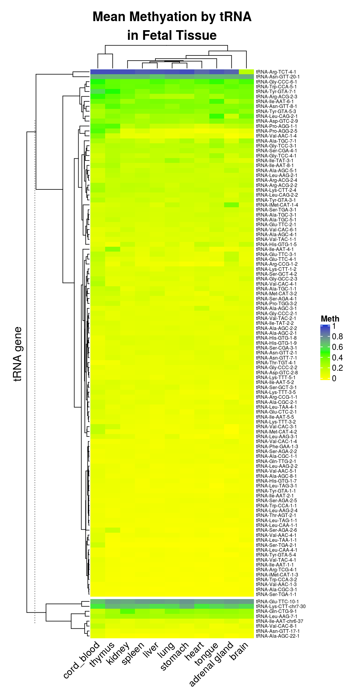 Mean Methylation of 115 tRNAs in 11 tissues. Possible pseudogenes are shown in a separate cluster beneath the main heatmap [379].