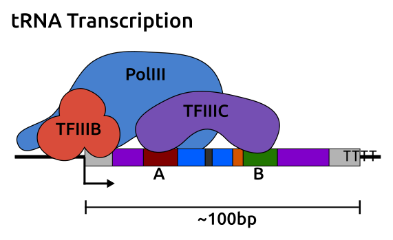 tRNA Transcription Cartoon representation of the RNA polIII transcription initiation complex and structure of the type II RNA polymerase III promoter. Colour coding here corresponds to that in figure 4.1 illustrating that promoter is internal as the A box corresponds approximately to the D-loop and the B box to the T-loop in the tRNA structure.