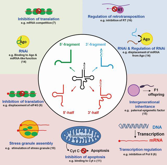 The Types and Functions of tRNA derived small RNAs Reproduced from Cristodero et al. [341].