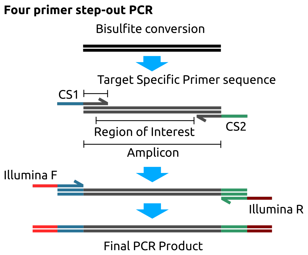Four primer step-out PCR for targeted bisulfite sequencing on the Fluidigm access array. The sample DNA is bisulfite converted. The region of interest amplified using site specific primers with the Fluidigm CS1 and CS2 primers in the first PCR step. The CS1/2 primers have regions complementary to the Illumina sequencing primers permitting them to be added in a second PCR step to generate the final PCR product ready for sequencing.